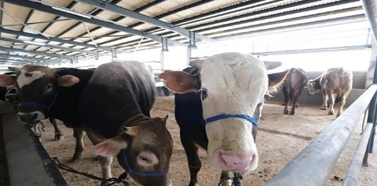 İnegöl Hayvan Pazarına Kurbanlıklar Gelmeye Başladı