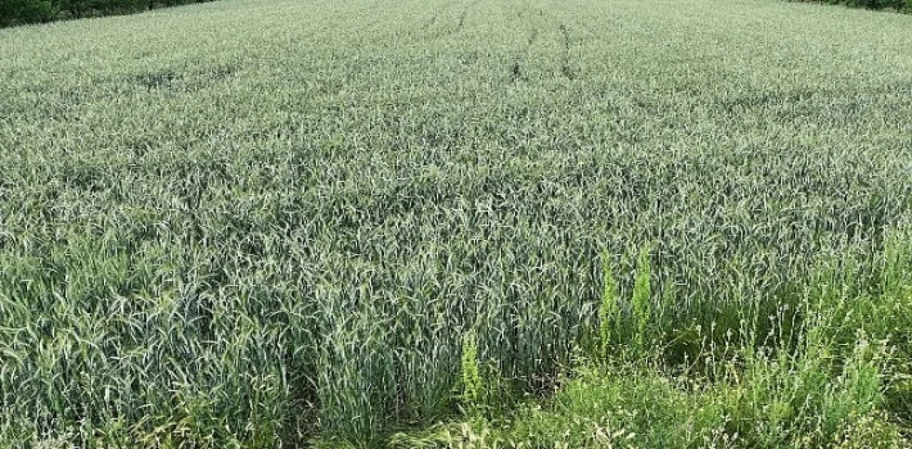 Büyükşehir’in hibe ettiği ata tohumları boy verdi