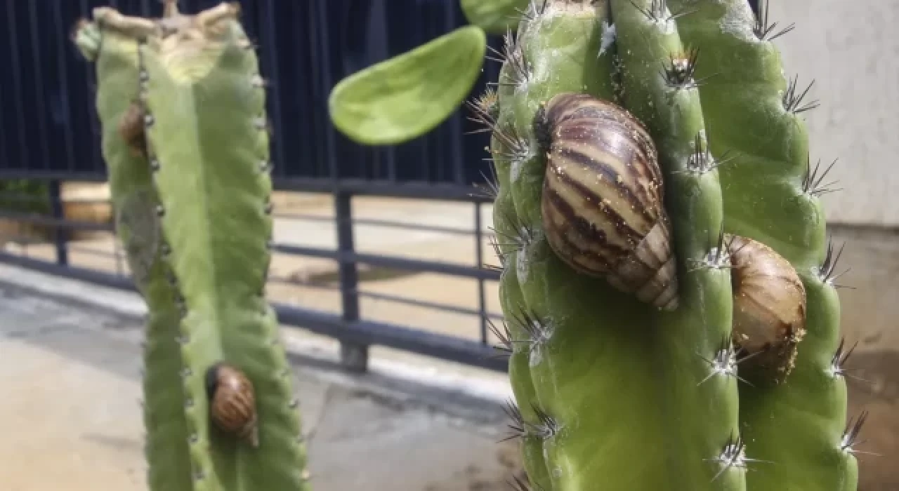 Florida'da dev Afrika salyangozu görüldü: Bazı bölgeler karantinaya alındı