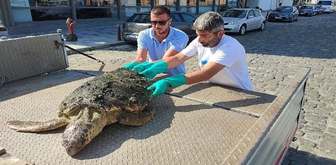 Körfez’de yaralı “Caretta Caretta” bulundu