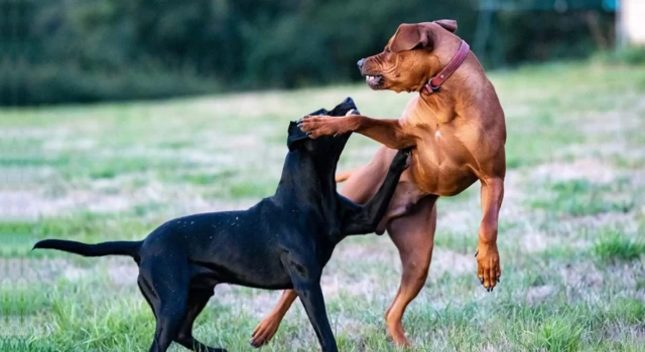 Mısır'da 16 köpek ırkının sahiplendirilmesi yasaklandı