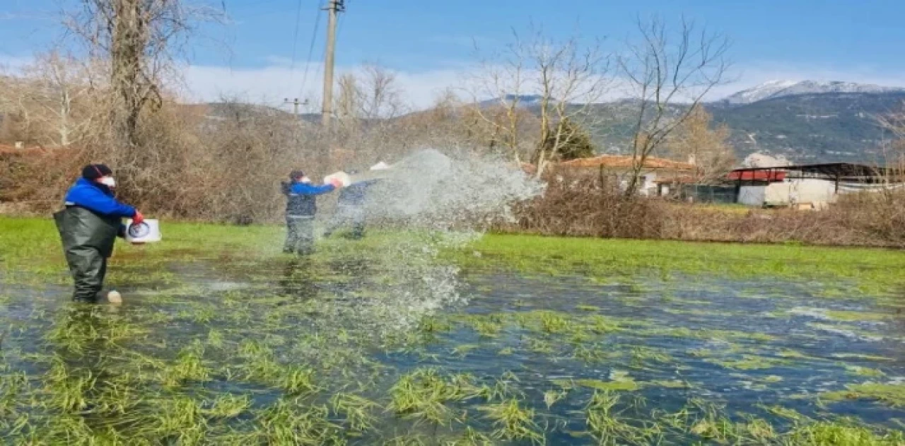 Muğla’da yağış sonrası vektörle mücadele sürüyor