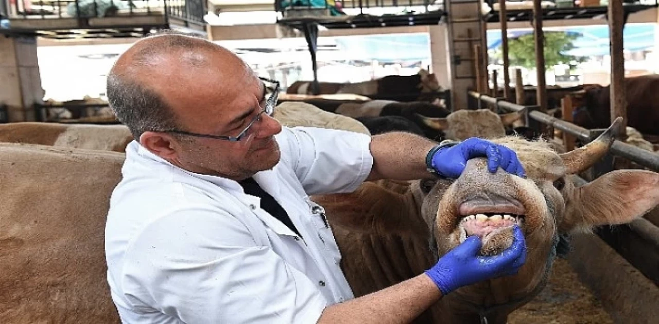 Osmangazi’de yaşına girmemiş ve gebe hayvanların satışına izin verilmiyor