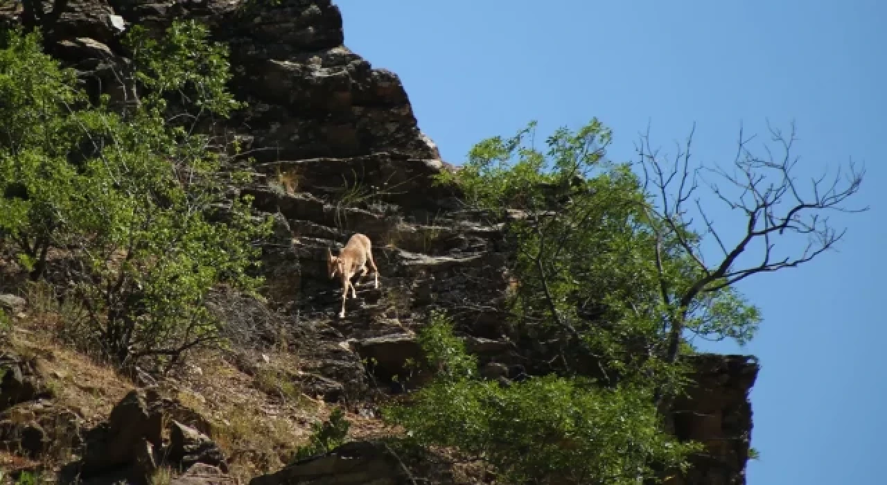 Tunceli'de ormanlarda ateş yakılması yasaklandı