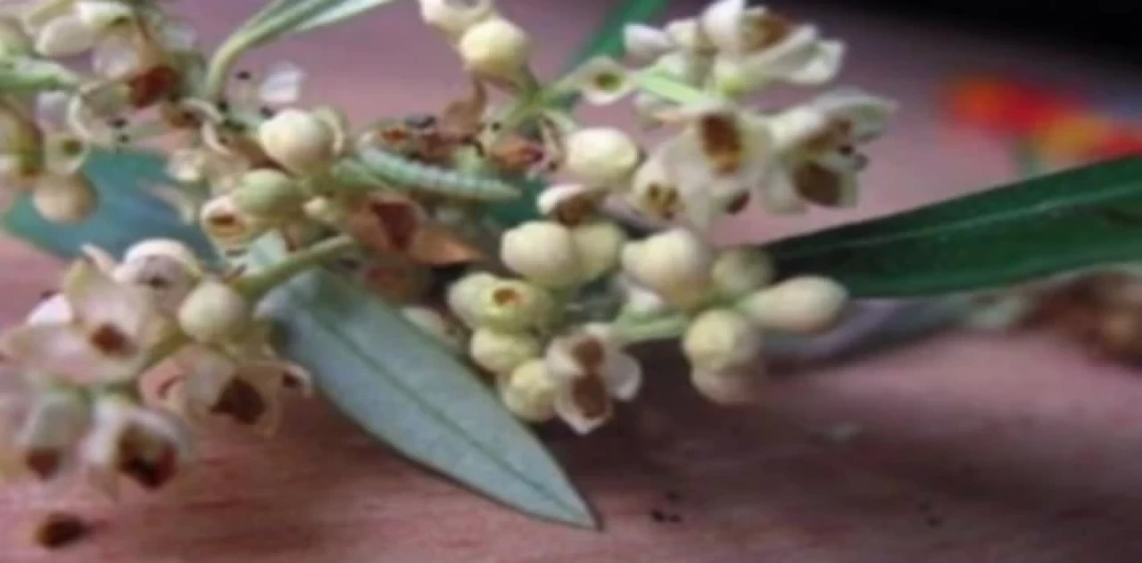 ’Zeytin Güvesi Çiçek Nesli’ ilaçlaması başladı