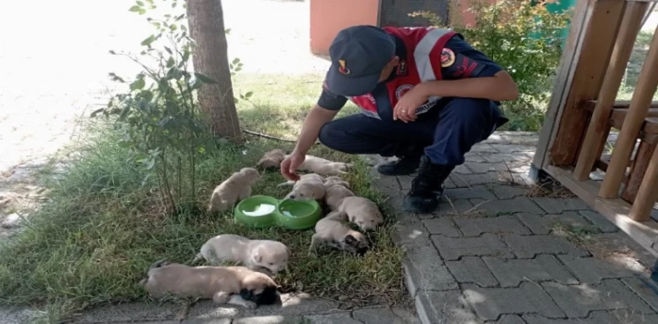 Bingöl’de anne ve yavru köpeklere Jandarma şefkati