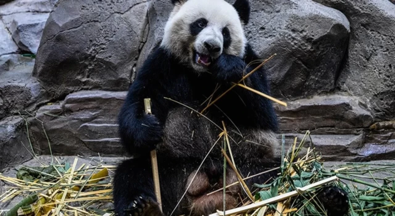 Güney Kore’de ilk defa ikiz panda dünyaya geldi