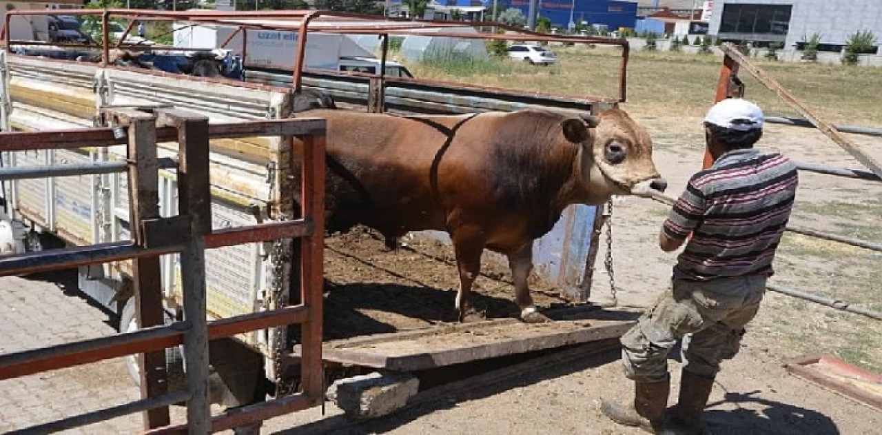 Hayat ağacı derneğinde 64 adet büyükbaş 41 adet küçükbaş kurban kesildi