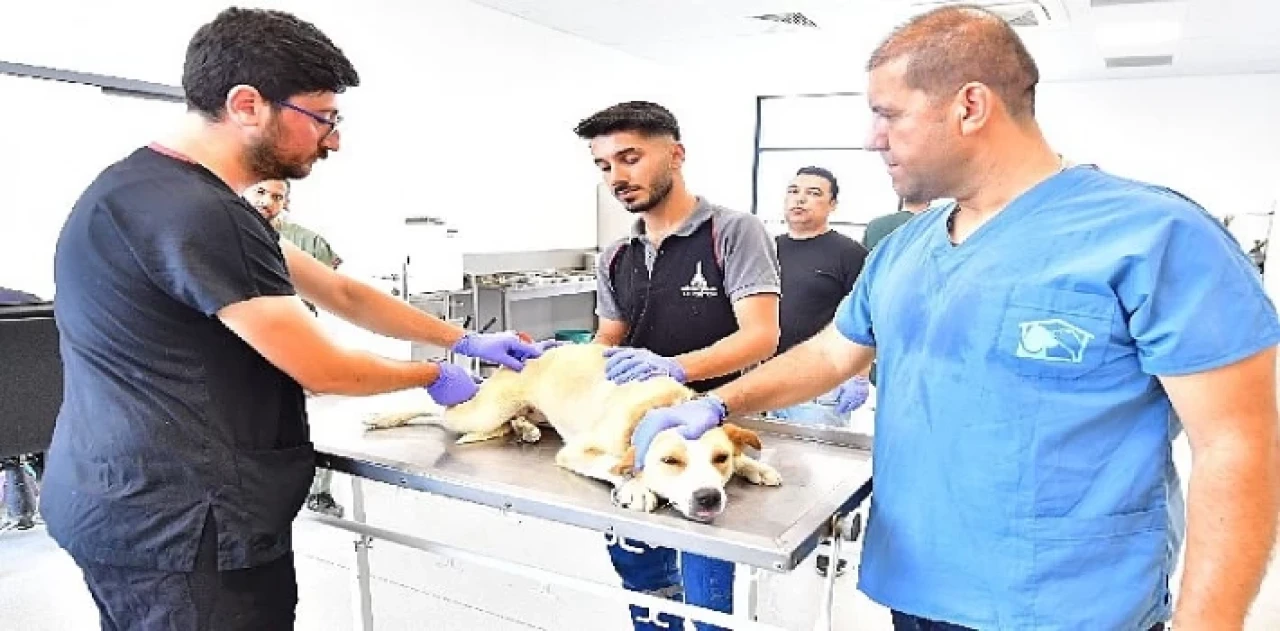 İzmir’de bir yılda 25 bin kedi ve köpek kısırlaştırıldı