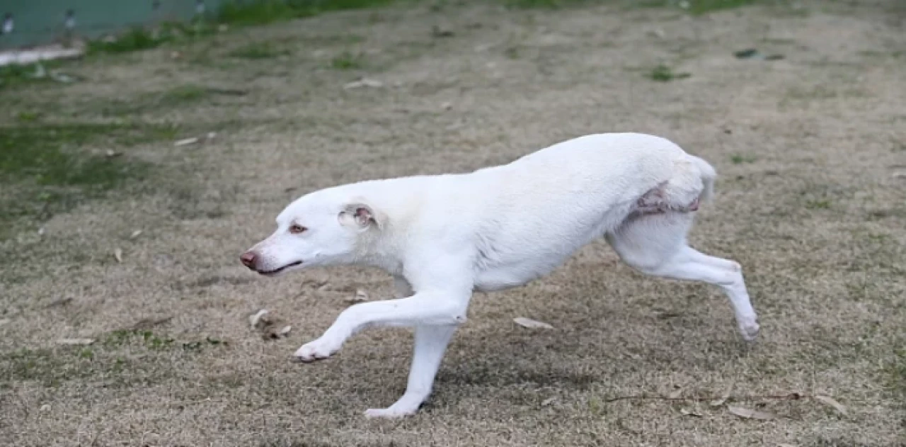 Karşıyaka’nın ampute köpekleri emin ellerde