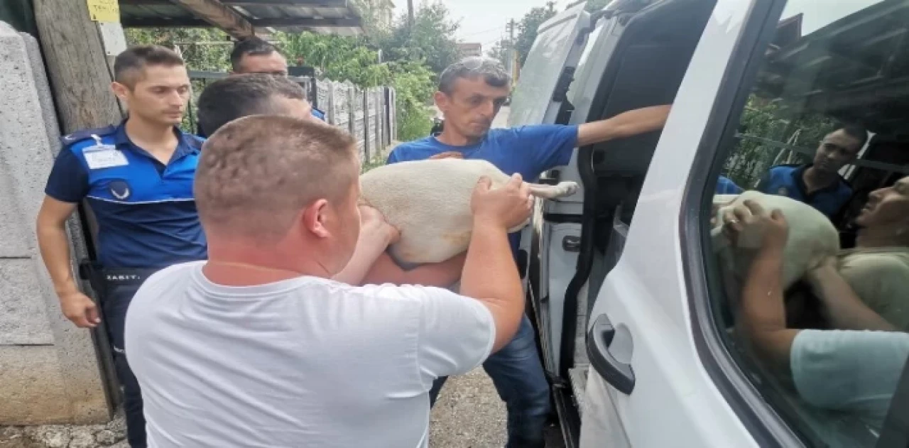 Düzce’de yasaklı ırk köpek yetiştirenlere operasyon