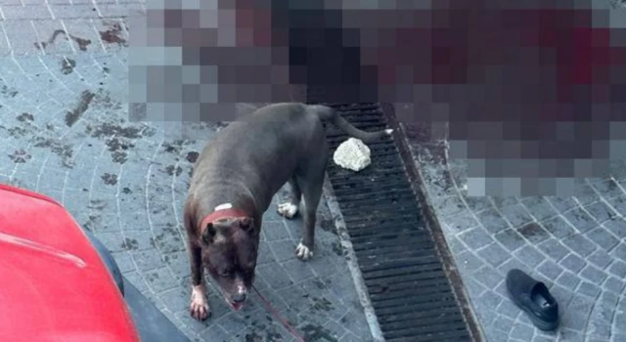 İstanbul Bakırköy'de başıboş bırakılan pitbull, yaşlı adamın ayaklarını parçaladı