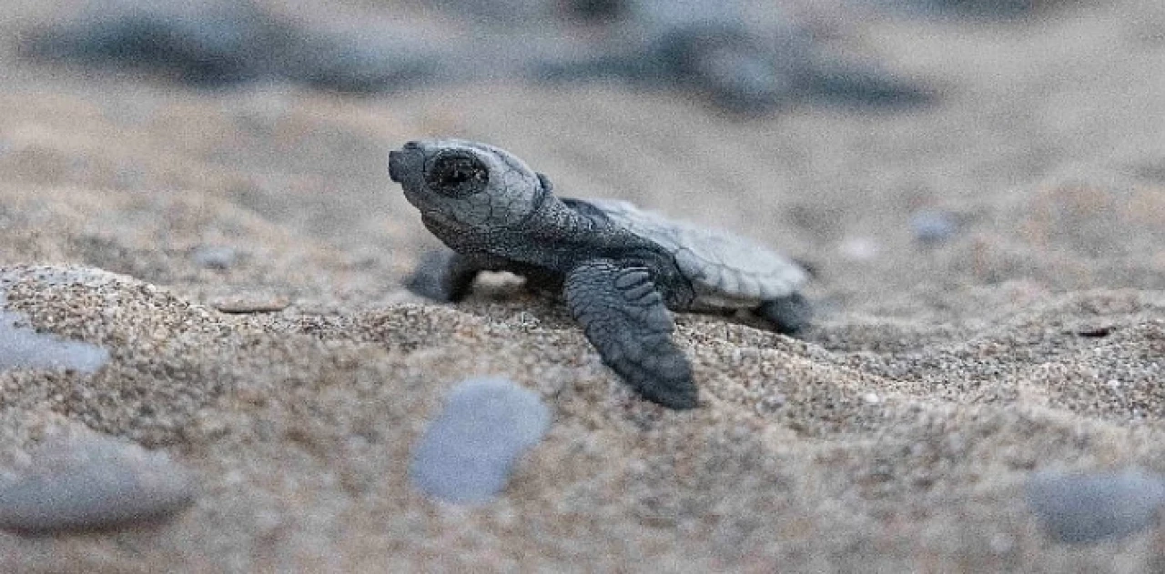 Mavi Gönüllüleri, Indigo Turtles projesi ile Caretta Caretta’ları Akdeniz’le buluşturmaya devam ediyor