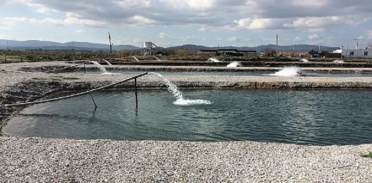 Toprak Havuzlarda Balık Üretimi Yükselişte