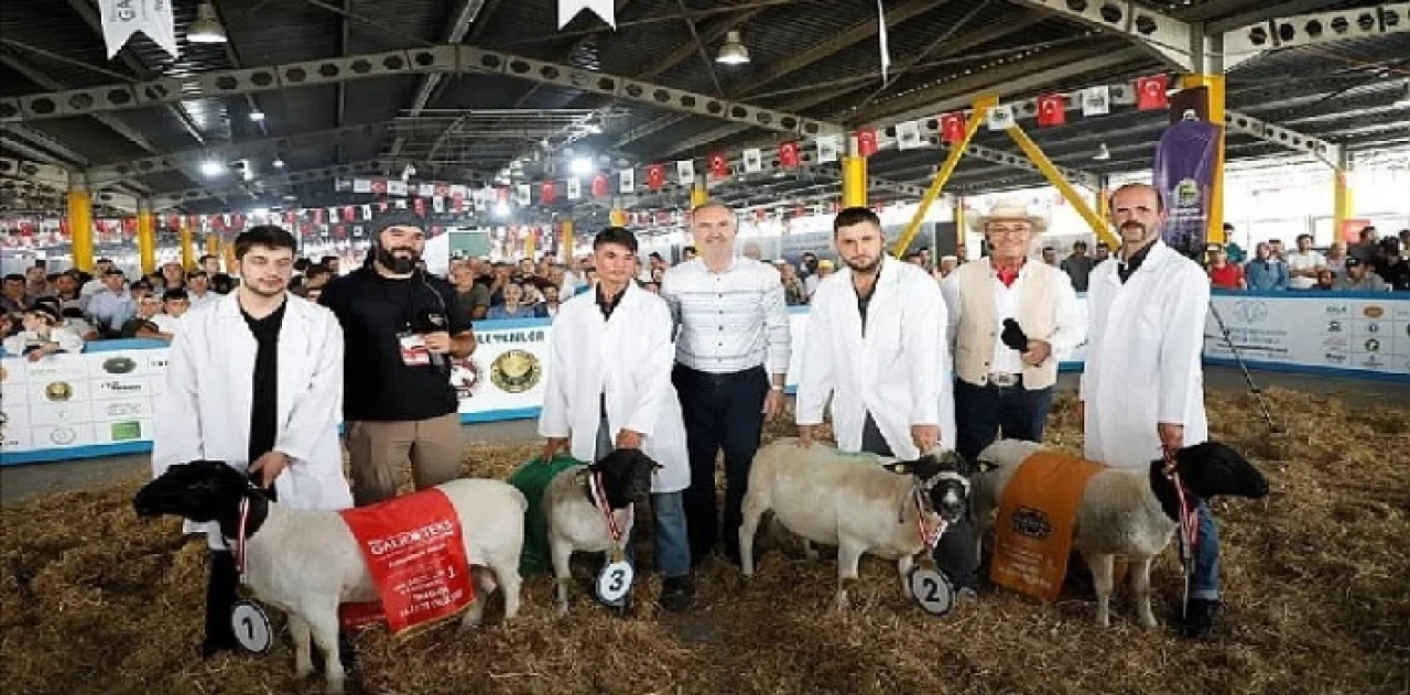 Türkiye’nin En Kapsamlı Küçükbaş Hayvancılık Festivali İçin Geri Sayım Başladı