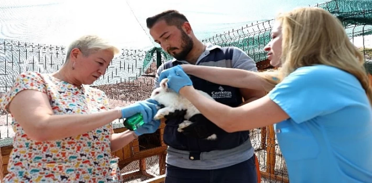 Çankaya Belediyesinin Veteriner Hekimleri iş başında