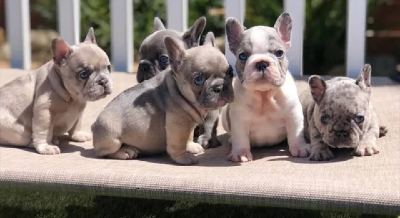 French Bulldog Bakımı ve 2023 Fransız Bulldog fiyatları