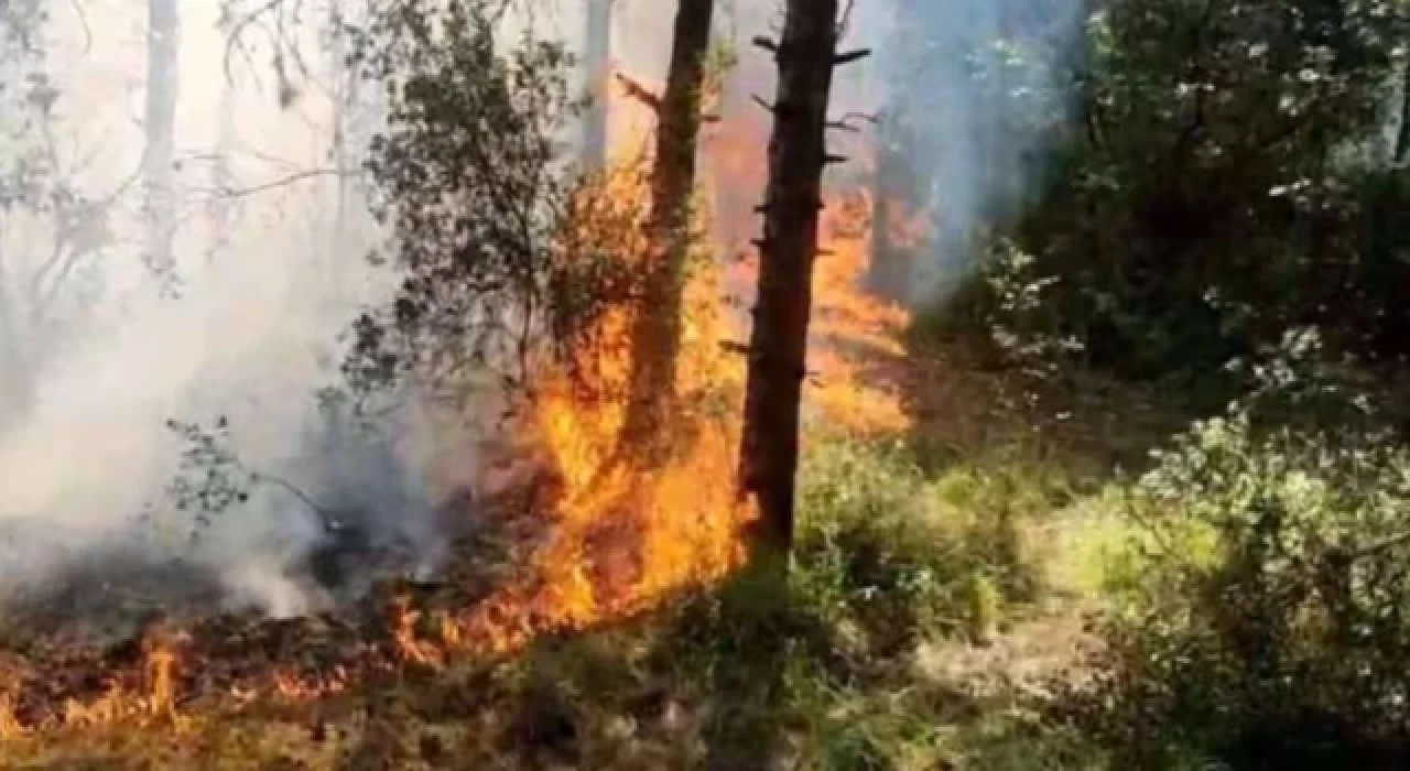 Sultangazi’de orman yangını