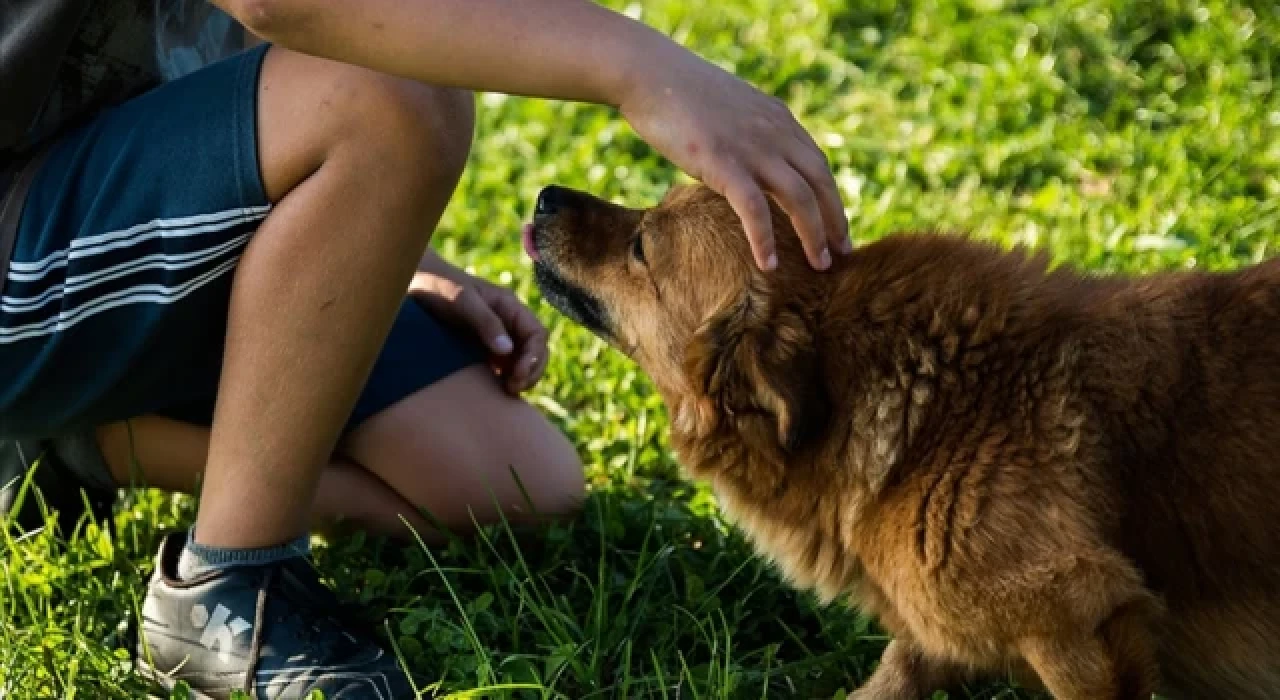 Almanya'da belediyeler geçen yıl köpek vergisinden rekor gelir elde etti