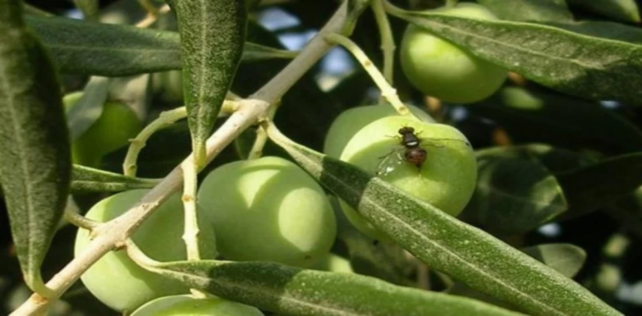 Bursa Mudanya’da zeytin sineği ile 5. mücadele başladı