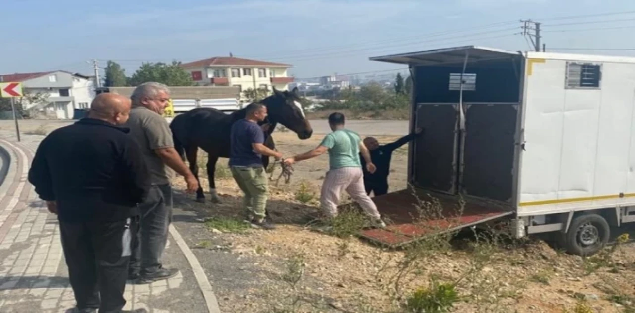 Çayırova’daki başıboş at Tekirdağ’a gönderildi