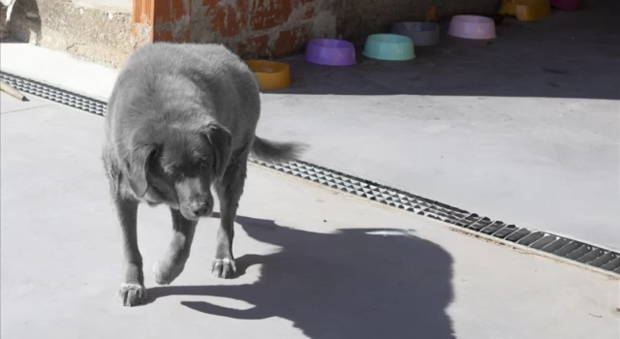 Dünyanın en yaşlı köpeği Bobi öldü