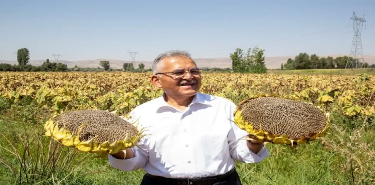 Kayseri Büyükşehir’den ay çekirdeği kurutma sahası