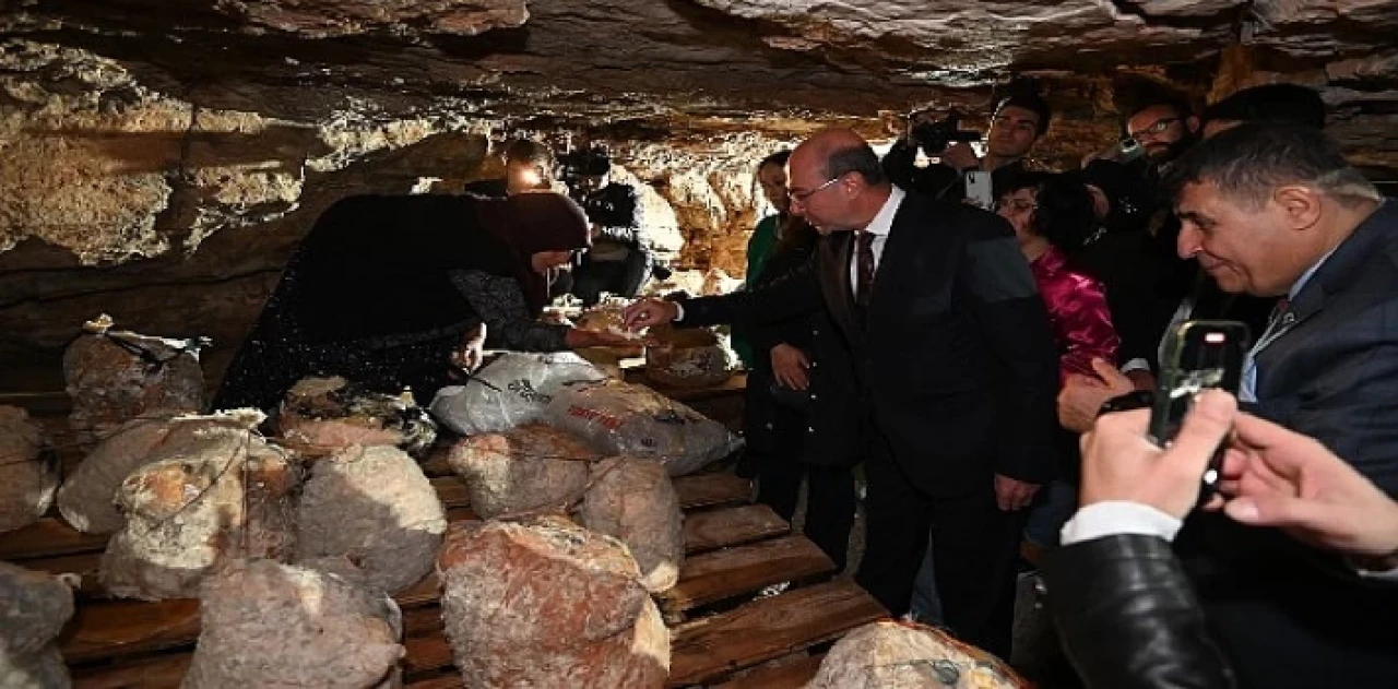 Peynir Tulumundan İlk Hasat Programı Gerçekleştirildi