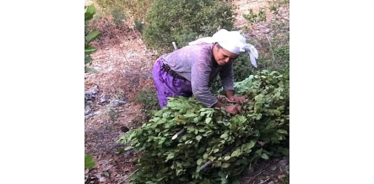 Tarım Güçbirliği Kooperatifi 5 Ton Defne Yaprağı Sattı