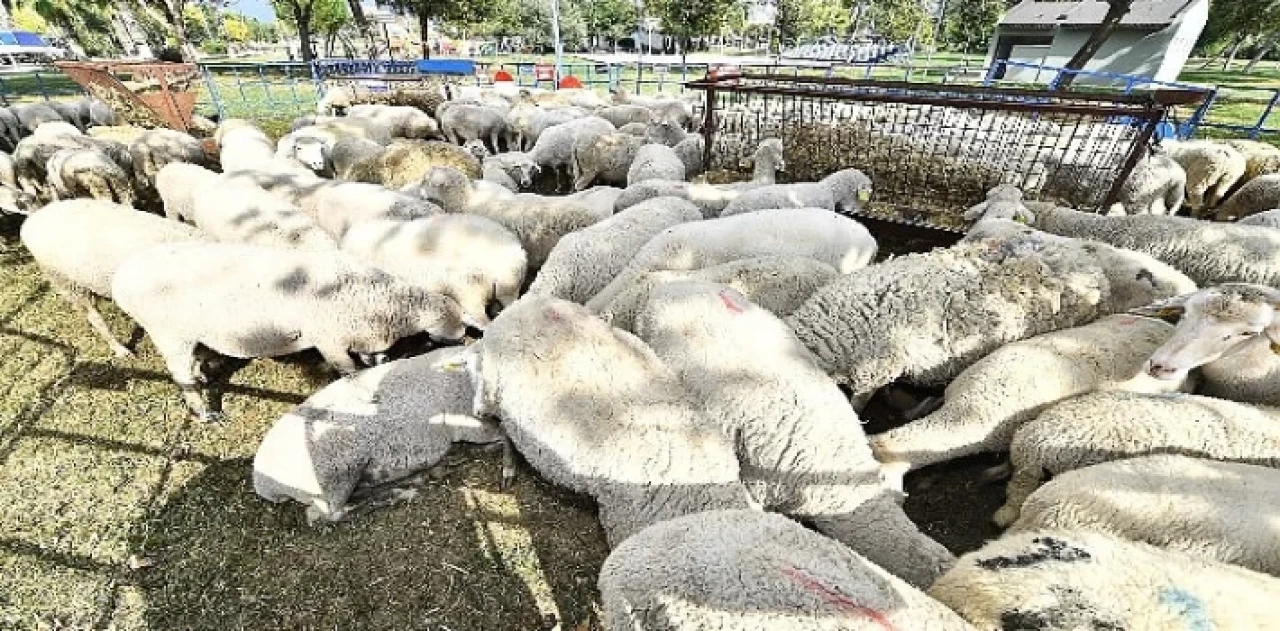 Yerel üreticiye ve kırsala destek sürüyor