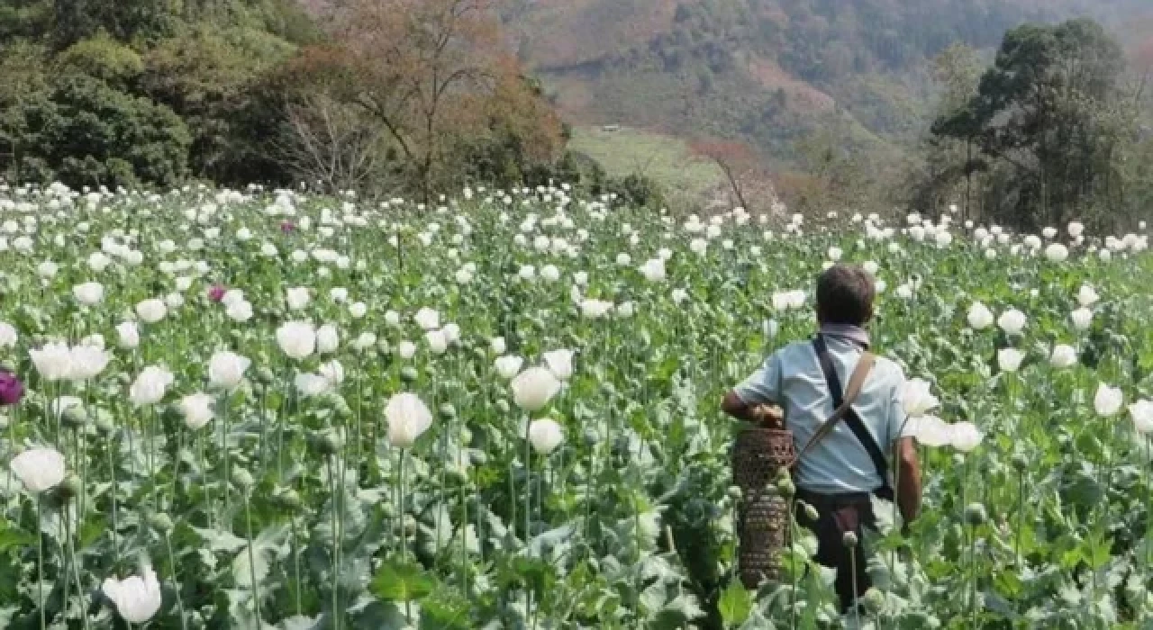 Myanmar, Afganistan'ı geçerek dünyanın en büyük afyon üreticisi oldu