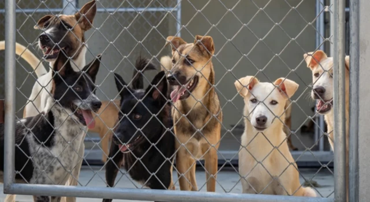 Sahiplendirilemeyen köpekler için uyutma yöntemine gidilmesi planlanıyor