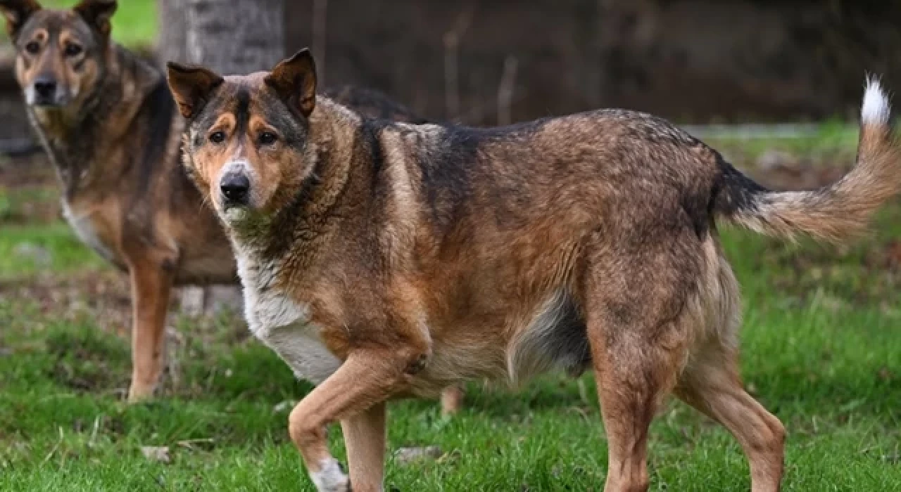 Sahipsiz köpeklerin saldırdığı hemşire canını arabanın önüne atlayarak kurtardı