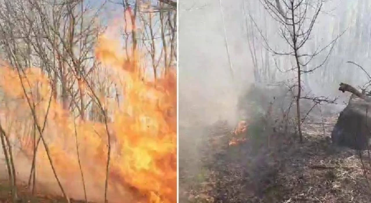 Sakarya, Karasu'da orman yangını