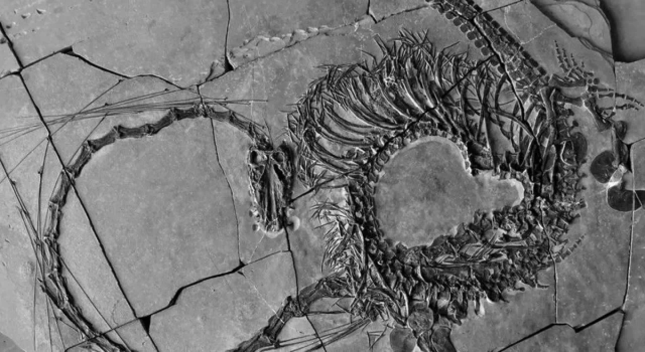 240 milyon yıllık ejderha fosili ortaya çıkarıldı