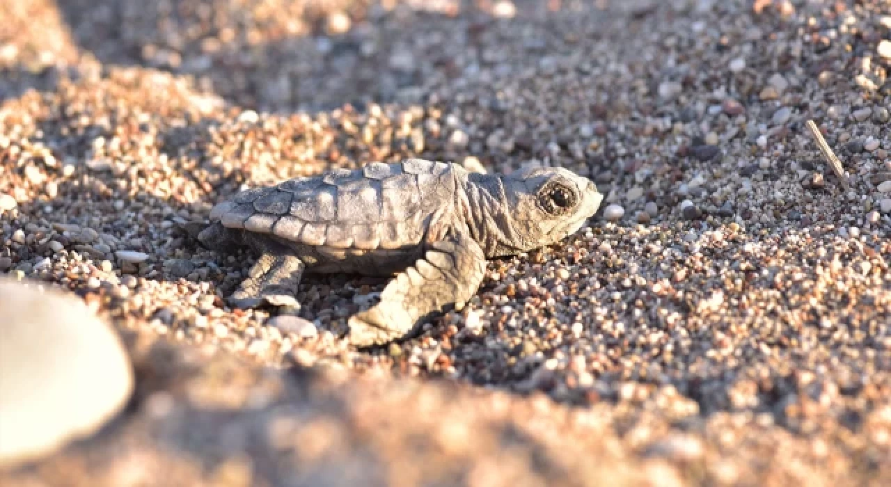 Caretta carettalar için tedbirler alındı: 5 bin 300’den fazla yavru hedefleniyor