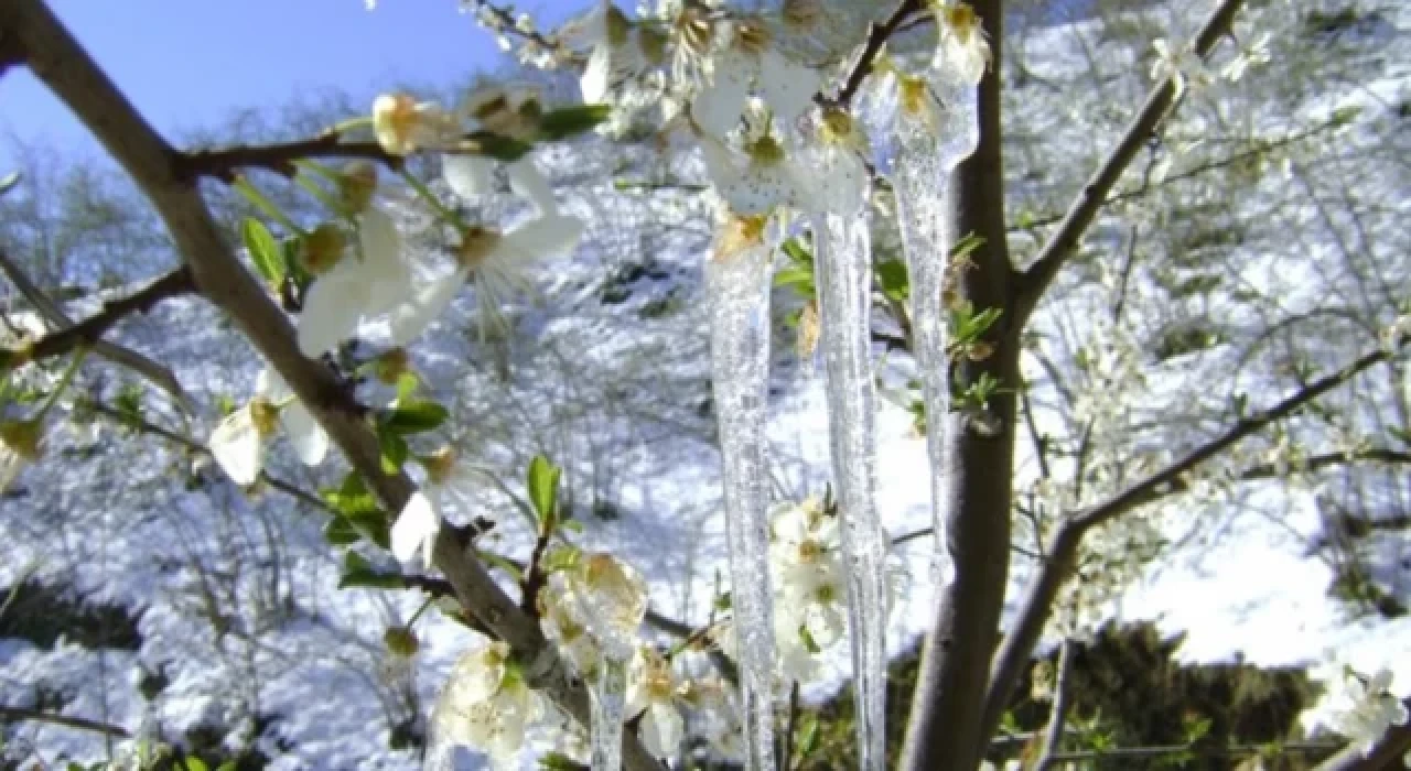 Meteoroloji'den o bölgelere zirai don uyarısı