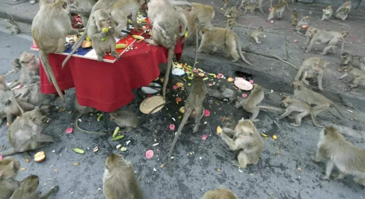 Tayland'da şehri istila eden maymunlar toplatılıyor