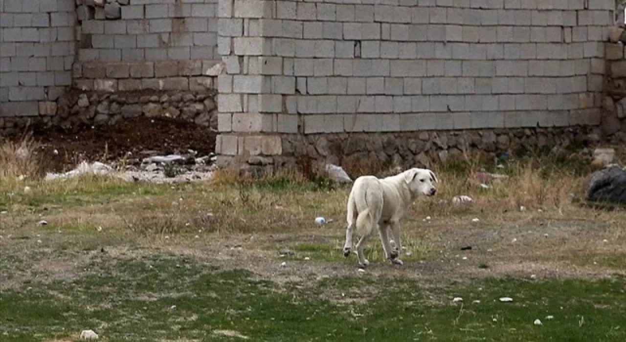 Kentte kuduz alarmı: Bölgeye giriş çıkışları yasaklandı