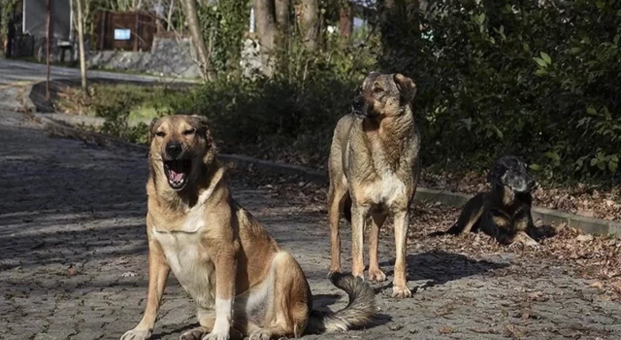 Didim’de sokak köpeği çocuğa saldırdı