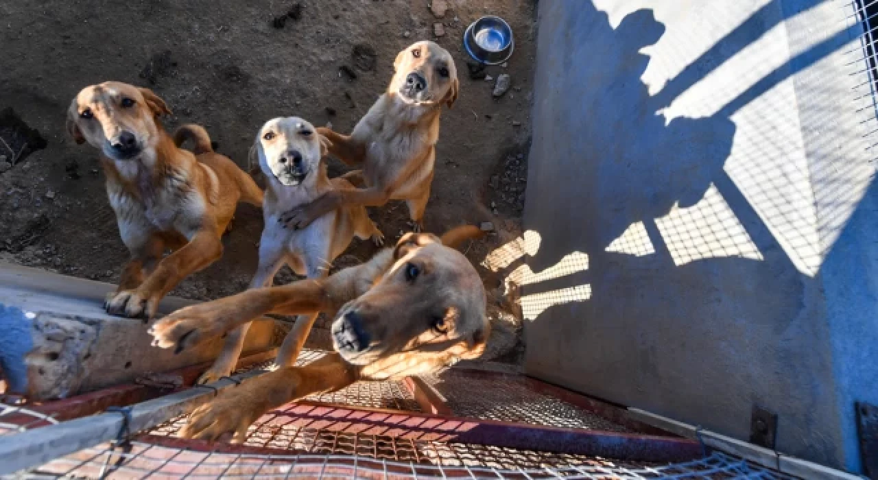 Sahipsiz köpekler sorununu, İspanya barınaklar ve kısırlaştırma sayesinde çözdü