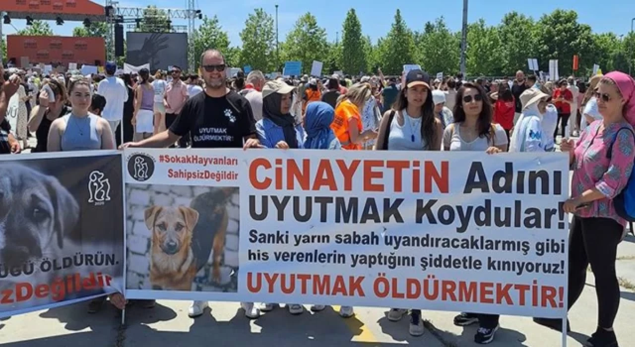 Hayvanseverler sokak köpekleri için eylem yaptı