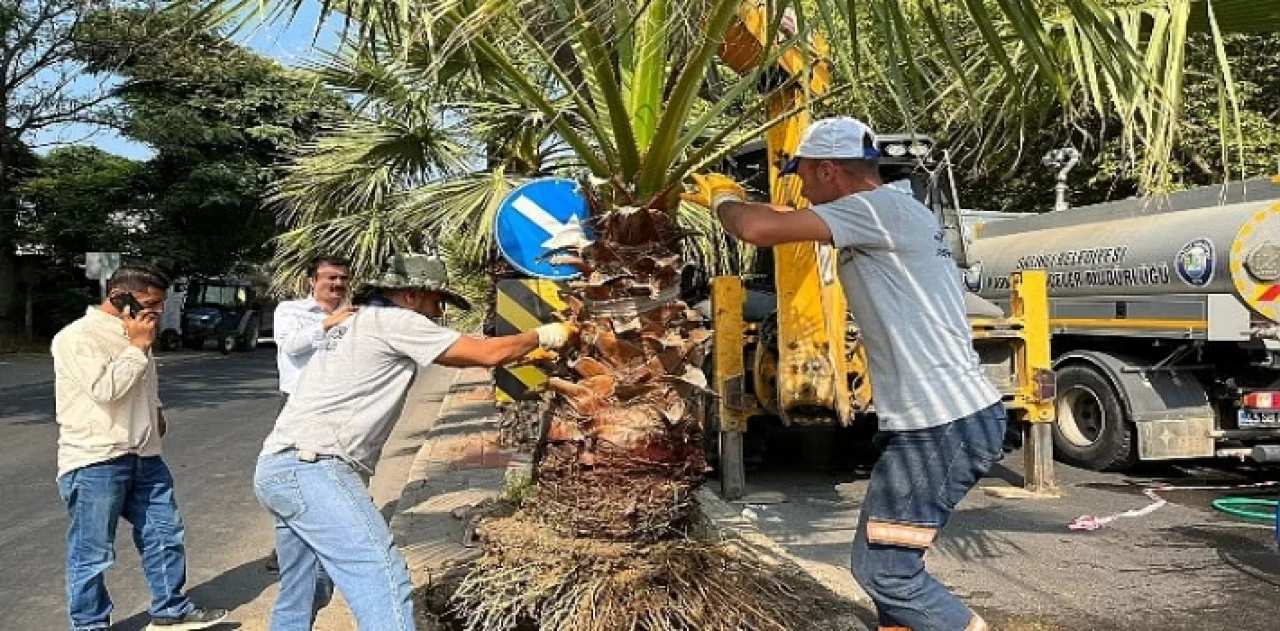 Salihli Belediyesi Site Caddesi’ni Palmiye Ağaçlarıyla Yeşillendiriyor