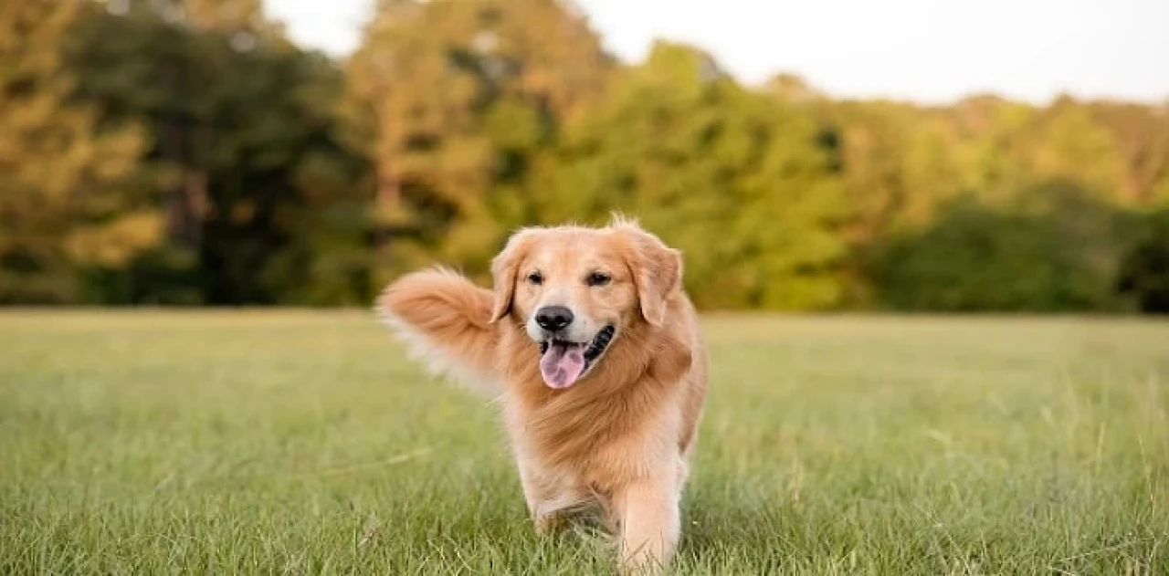 Boehringer Ingelheim’dan Köpeklerin Her Yaş Döneminde Sağlık ve Mutlulukları İçin Bilgilendirme:  “İnsanlar gibi köpeklerin de ihtiyaçları yaşlarına göre değişiyor”