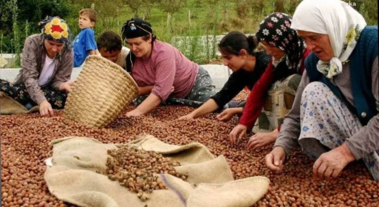 CHP'li Özcan'dan fındık taban fiyatı tepkisi: Bütün Karadeniz Bölgesi'ni açlığa mahkum ettiler