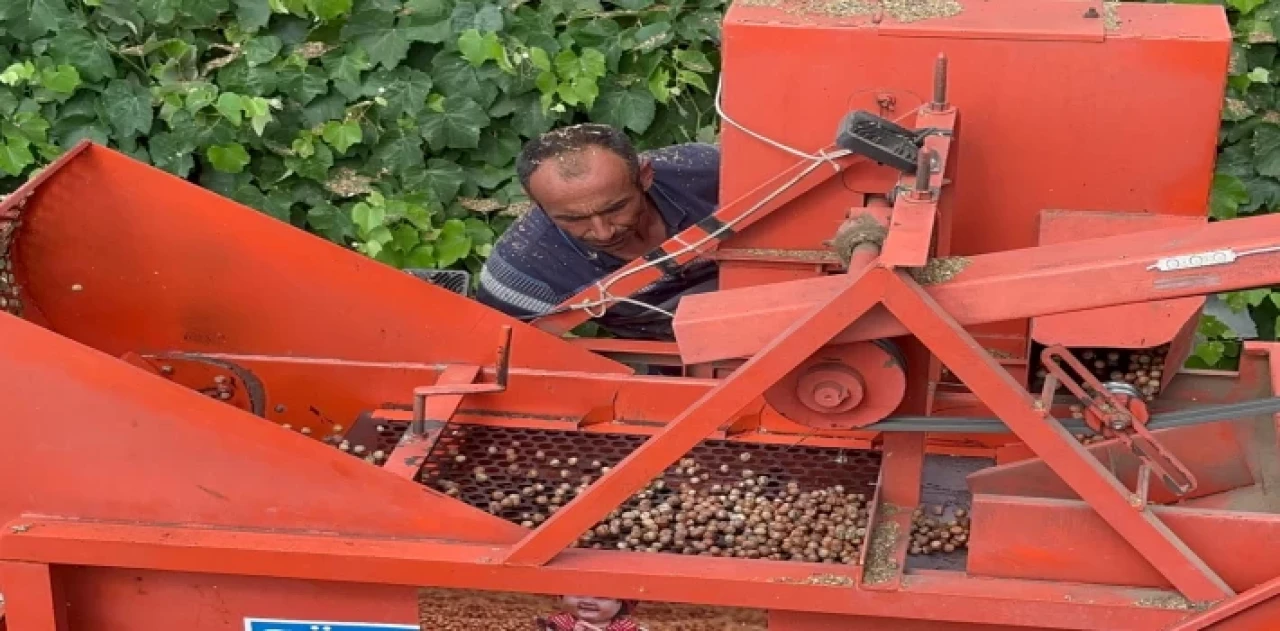 Düzce’de zorlu fındık hasadında patoz başladı