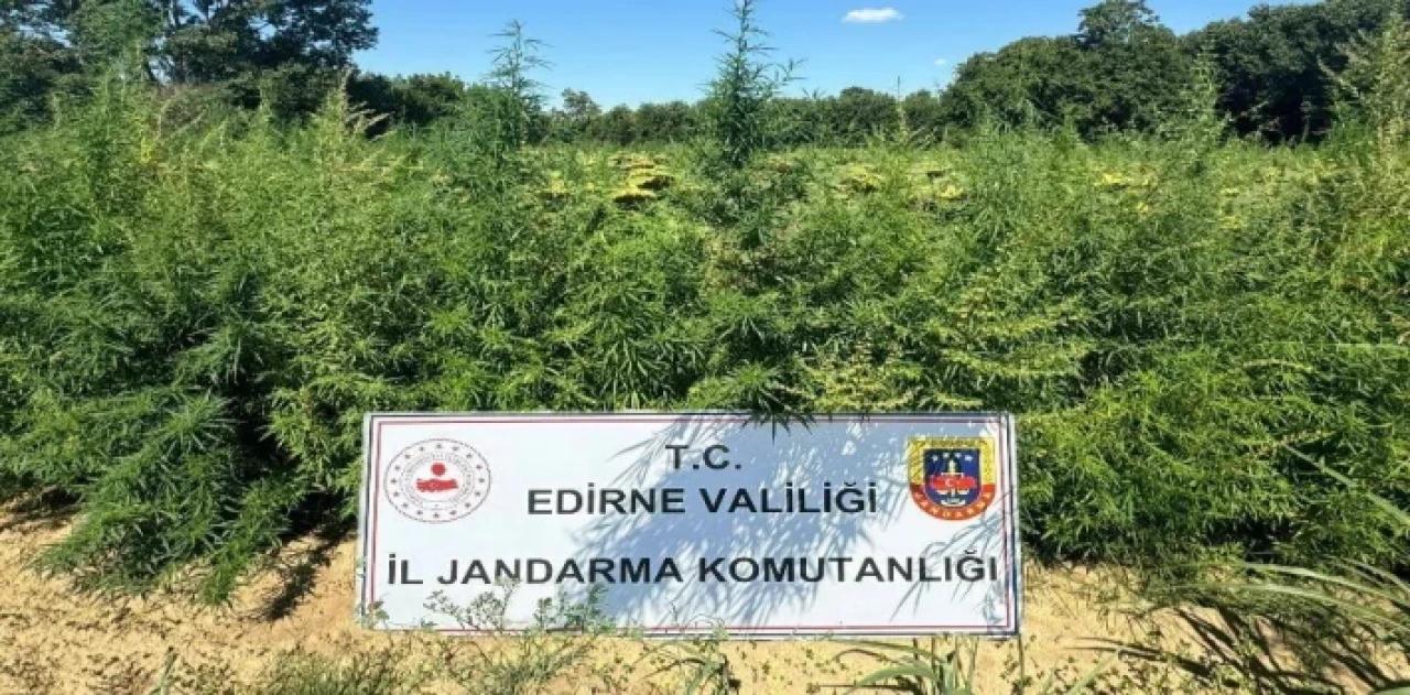 Edirne’de binlerce kök kenevir el konuldu