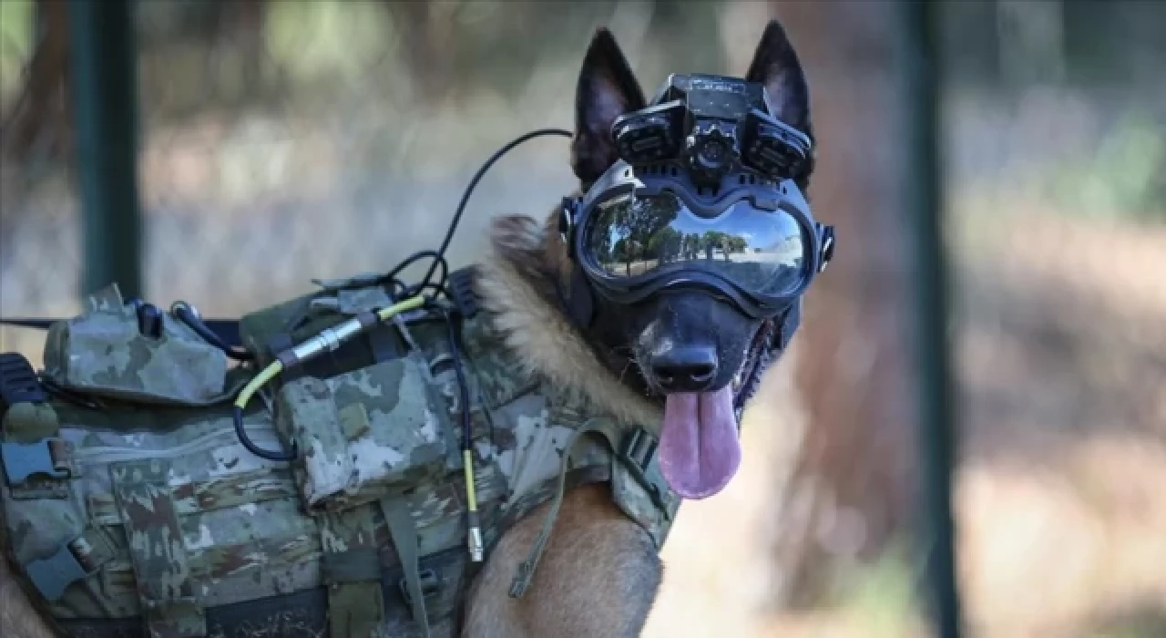 Eğitimli köpeklere entegre edilen sistem Mehmetçiğin arazideki gözü olacak