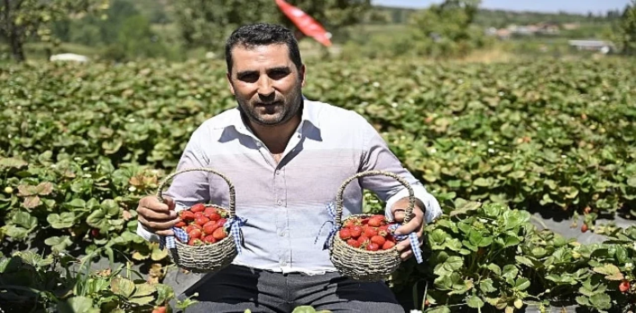 Ödemişte Organik Çilek Projesi İlk Meyvelerini Verdi