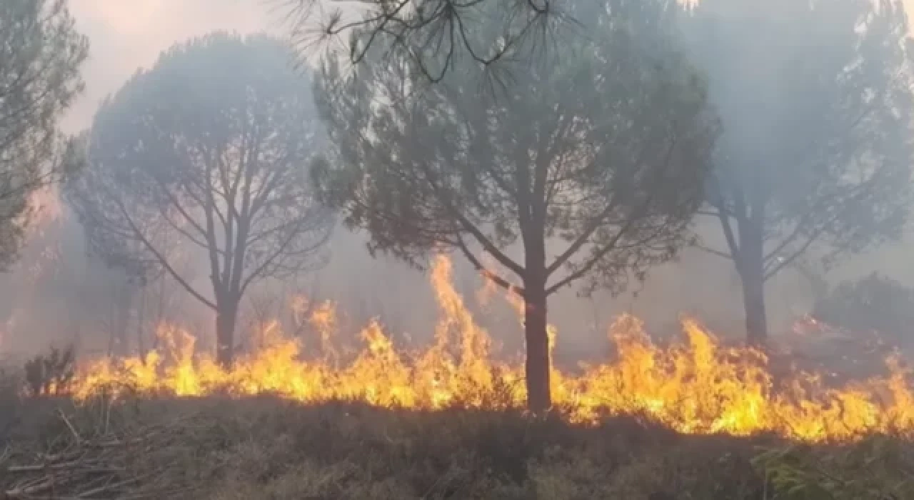 Yalova Armutlu'da yangın!